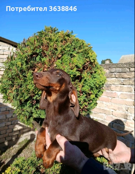 Мини дакел, снимка 1
