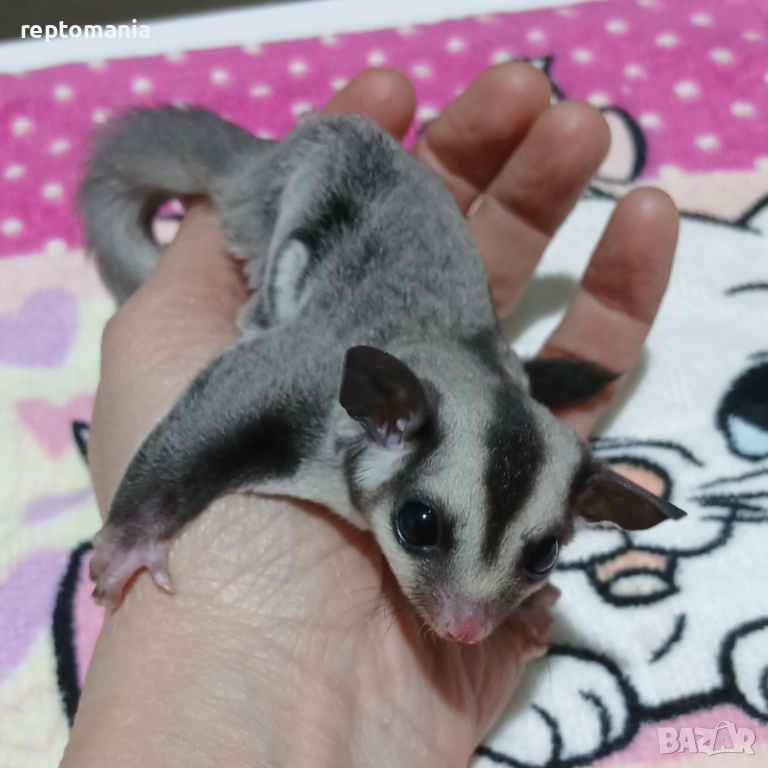 захарна,летяща,торбеста катерица, снимка 1