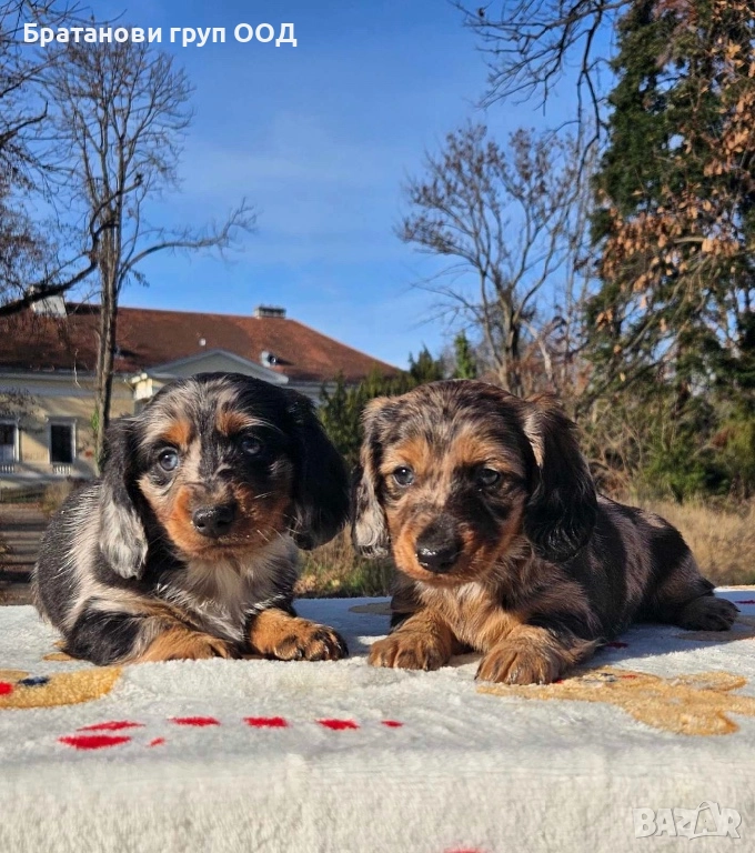 Дългокосмести Дакели, снимка 1