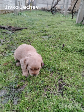 Кокер Шпаньол , снимка 7 - Кокер шпаньол - 53759516