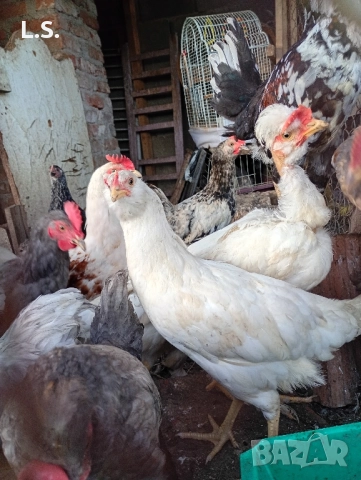 Продам пилета ,ярки млади петлета , снимка 10 - Кокошки и пуйки - 51726042