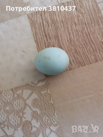 продавам оплодени яйца от Легбар, снимка 7 - други­ - 53182765