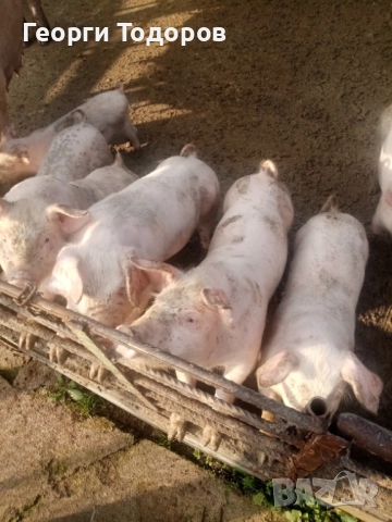 Малки прасенца , снимка 4 - Прасета - 52775067