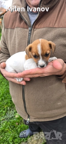 Джак Ръсел териер