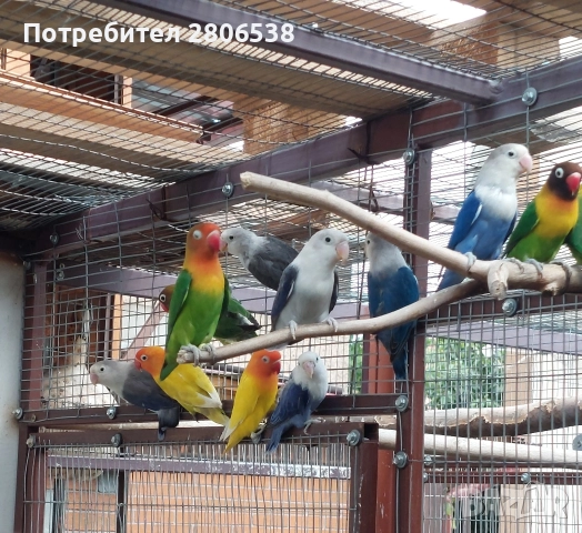 Папагали , снимка 5 - Папагали - 52761816