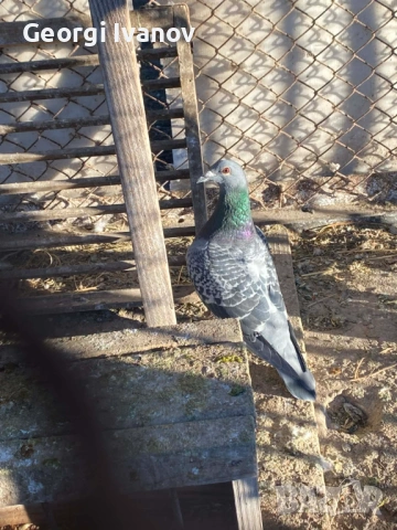 спортни пощи женски, снимка 6 - Гълъби - 53636917