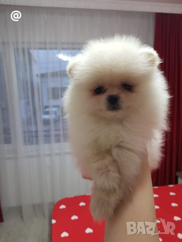 Померан померанчета Гр София, снимка 5 - Померан - 54014233