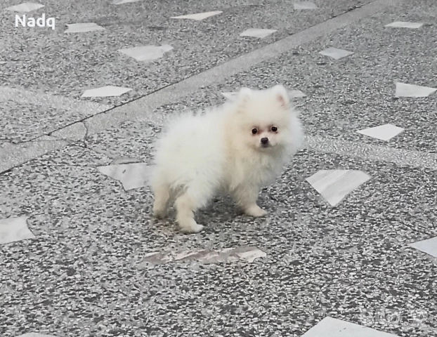 Померан , снимка 2 - Померан - 52632227