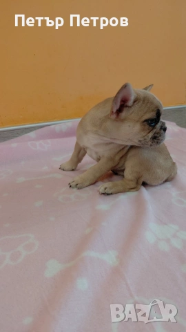 френски булдог -булдочета , снимка 10 - Френски булдог - 51929954