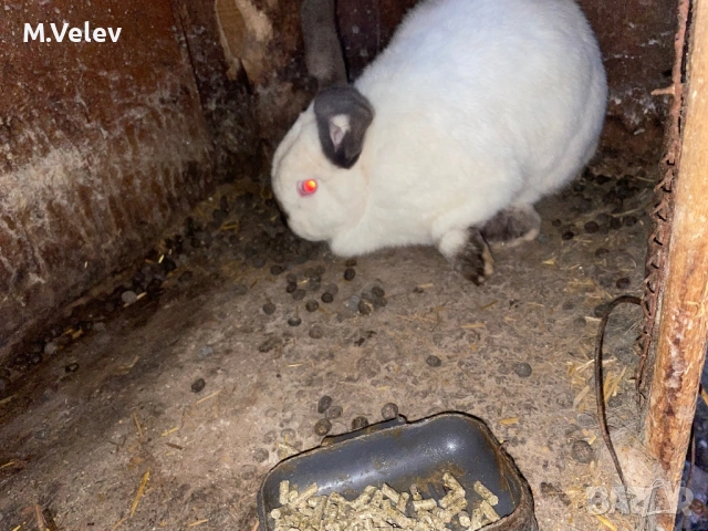 Женска на 1 година и половина , снимка 3 - Други - 53937456