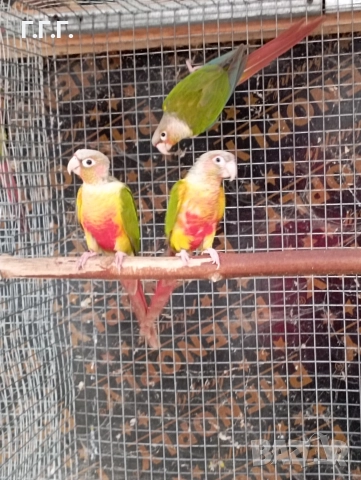 Двойка пирури и една женска, снимка 2 - Папагали - 52960912