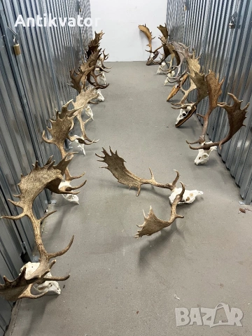 Трофеи елени лопатари, снимка 4 - Други - 50464318