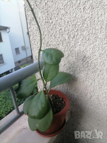 Хоя Керри ,голямо растение , снимка 3 - Стайни растения - 45180002