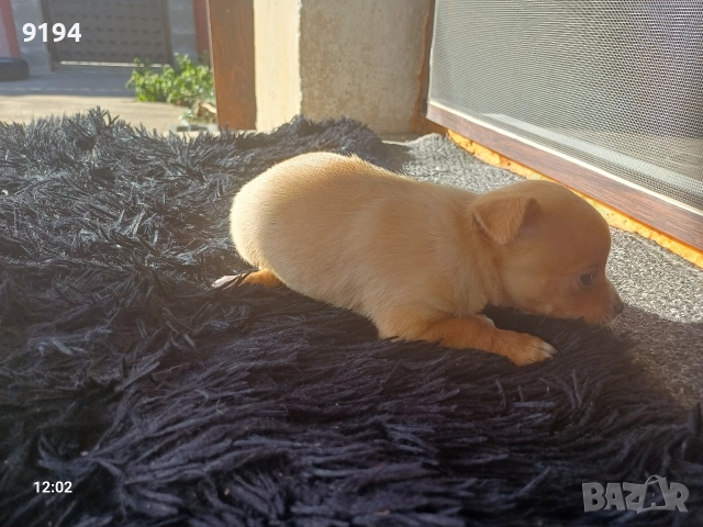 мини пинчер мини пинчер , снимка 2 - Пинчер - 52874815