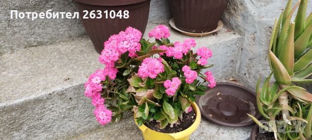 цвете каланхое, снимка 7 - Стайни растения - 45540177