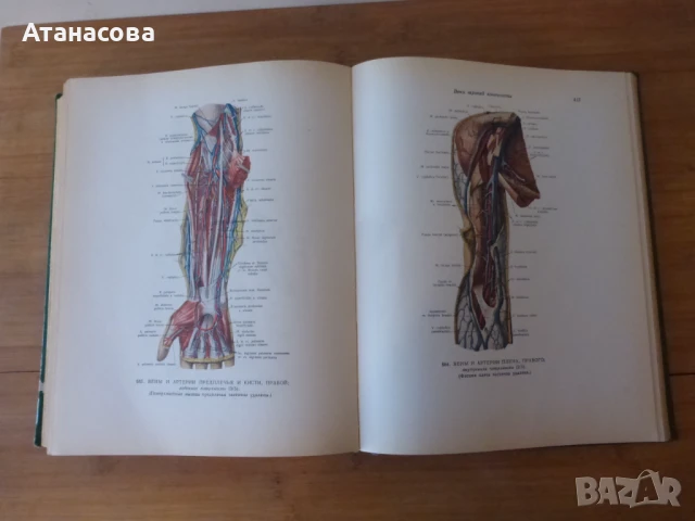 Атлас Анатомия на човека том 2 Синелников, снимка 8 - Енциклопедии, справочници - 50787735