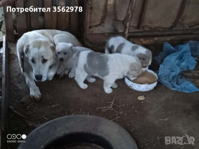 САО Алабай, снимка 8 - Алабай - 52820597