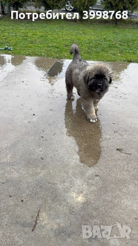 Кавказка овчарка