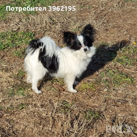 Папийони Бьлгария, снимка 7 - Шпаньоли - 53656433