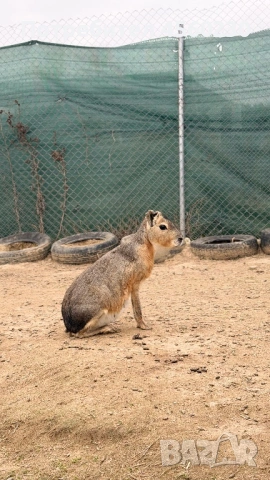 Патагонска мара