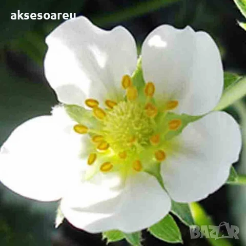 100 семена от плод бяла ягода органични плодови ягодови семена от вкусни ягоди отлични плодове, снимка 9 - Сортови семена и луковици - 50618986