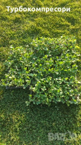 Предлагам разсад целогодишни ягоди сорт Албион , снимка 4 - Разсади - 53737534