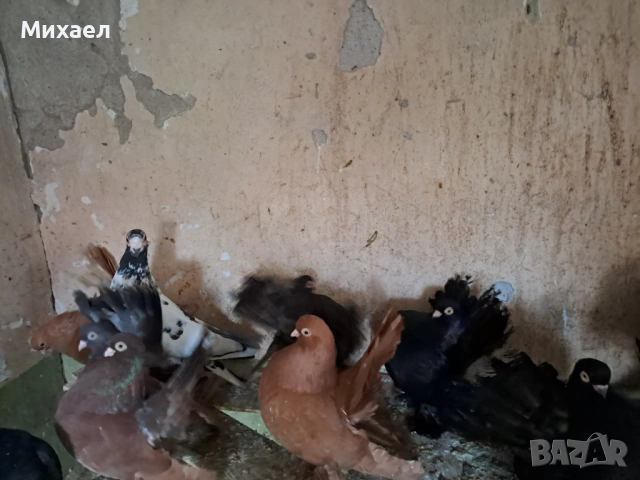 Гълъби, снимка 6 - Гълъби - 54091665