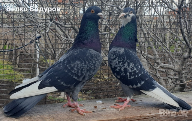 Пазарджишки високо летци. 