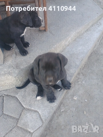 Кане Корсо продавам , снимка 12 - Други - 53699451