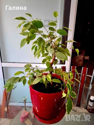 Бенджамин, снимка 4 - Стайни растения - 54205678