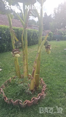 банан муса баджо студоустойчив, снимка 5 - Градински цветя и растения - 51067187