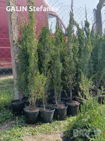 китайска дървовидна  хвойна спартан , снимка 2 - Антикварни и старинни предмети - 49920840