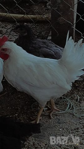 Продавам пилета бял Легхрон, снимка 1 - Кокошки и пуйки - 46396576