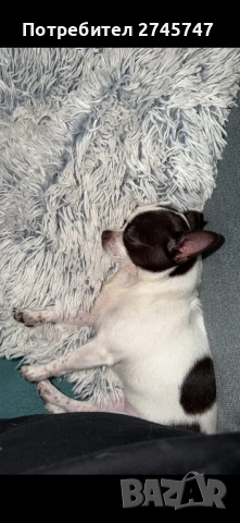 Мини чихуа, снимка 3 - Чихуахуа - 54271235