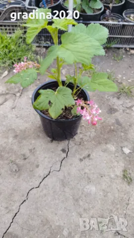 Касис кинг едуард, снимка 5 - Разсади - 49967870