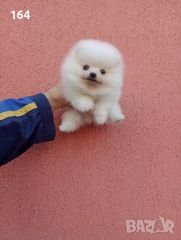 Мъжки Померани. Реални снимки ! , снимка 11 - Померан - 52605726