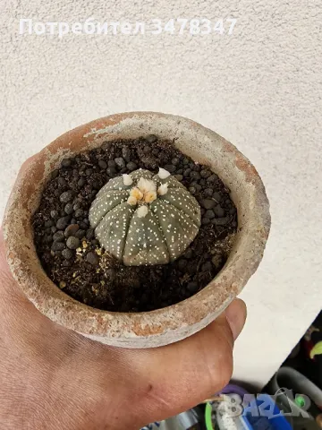 Астрофитуми по 12 лв