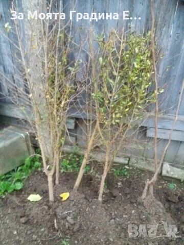 Нар , снимка 4 - Градински цветя и растения - 53623310