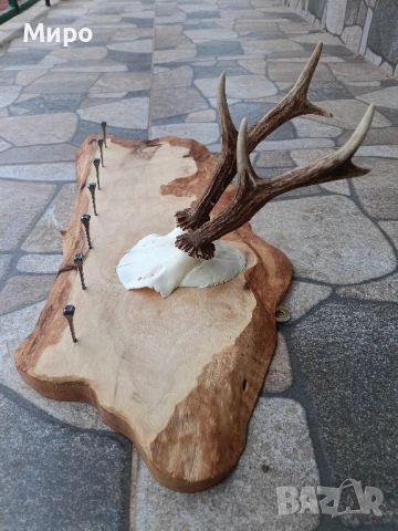 Стойка(закачалка) за ключове.Рога.Трофей, снимка 4 - Други стоки за дома - 51868854
