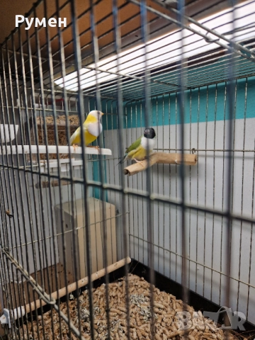 Гулдови амадини чифтове, снимка 9 - Амадини - 52976074