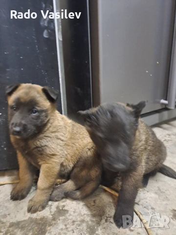 Малиноа си търсят нов дом, снимка 5 - Други животни - 54240140