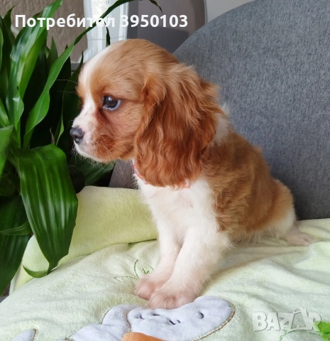 Кавалер Кинг Чарлз шпаньол момиченца, снимка 11 - Кавалер кинг чарлз шпаньол - 53535164