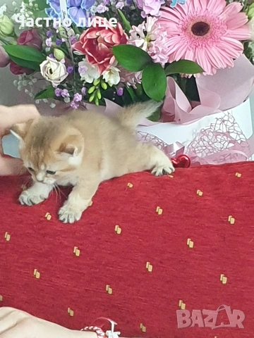 Шотландчета златна чинчила, снимка 9 - Чинчили - 53759249