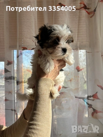 Бивър йорки мъжко промоция , снимка 4 - Йоркширски териер - 53974854