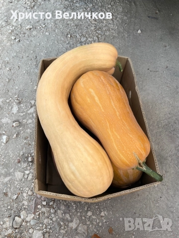 Тиква цигулка, снимка 4 - Други - 52136842