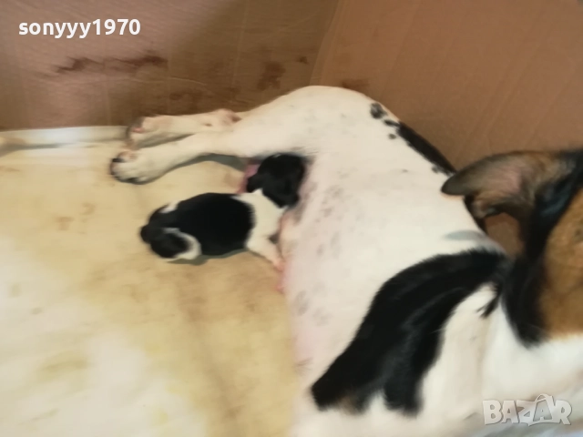 ДЖАК РЪСЕЛ БЕБЕТА-УНИКАЛНИ СЛАДУРИ 250ЛВ ЗА ЕДНО, снимка 17 - Джак ръсел териер - 51548158