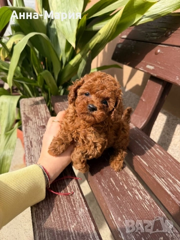 Той пудел , снимка 2 - Пудели - 53692932