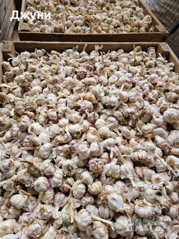 чесън за садене , снимка 2 - Сортови семена и луковици - 51830334