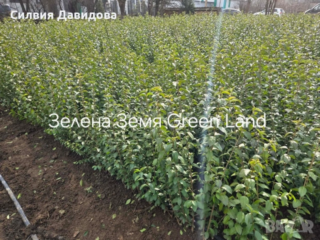 Лигуструм за жив плет , снимка 5 - Градински цветя и растения - 53835612