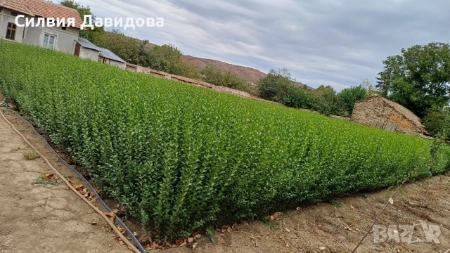 0.70 Лигуструм на корен, снимка 8 - Градински цветя и растения - 51968752